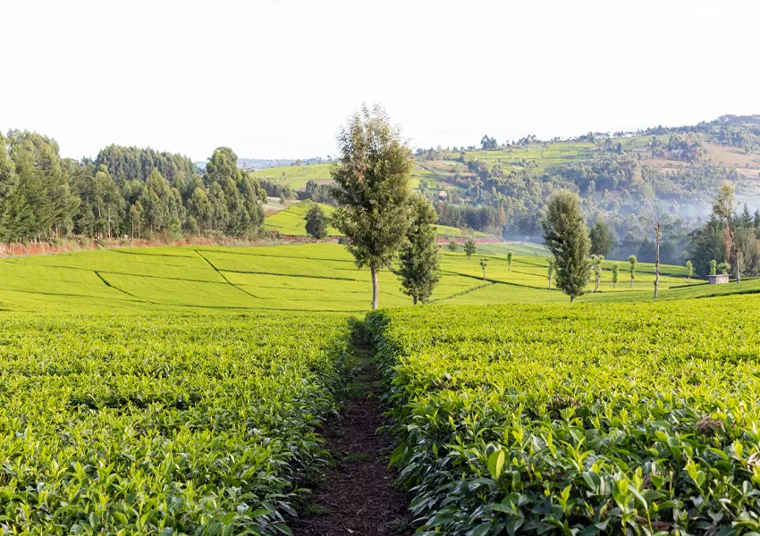 Cup of Joe Limited - Fresh tea farm with tree in the middle