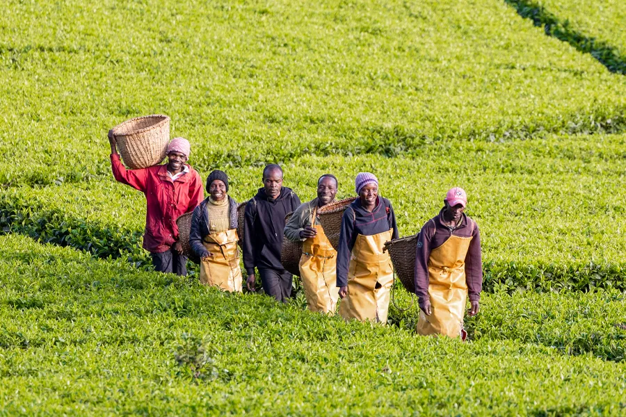 Cup of Joe Limited - Happy workers walking in Kenya tea