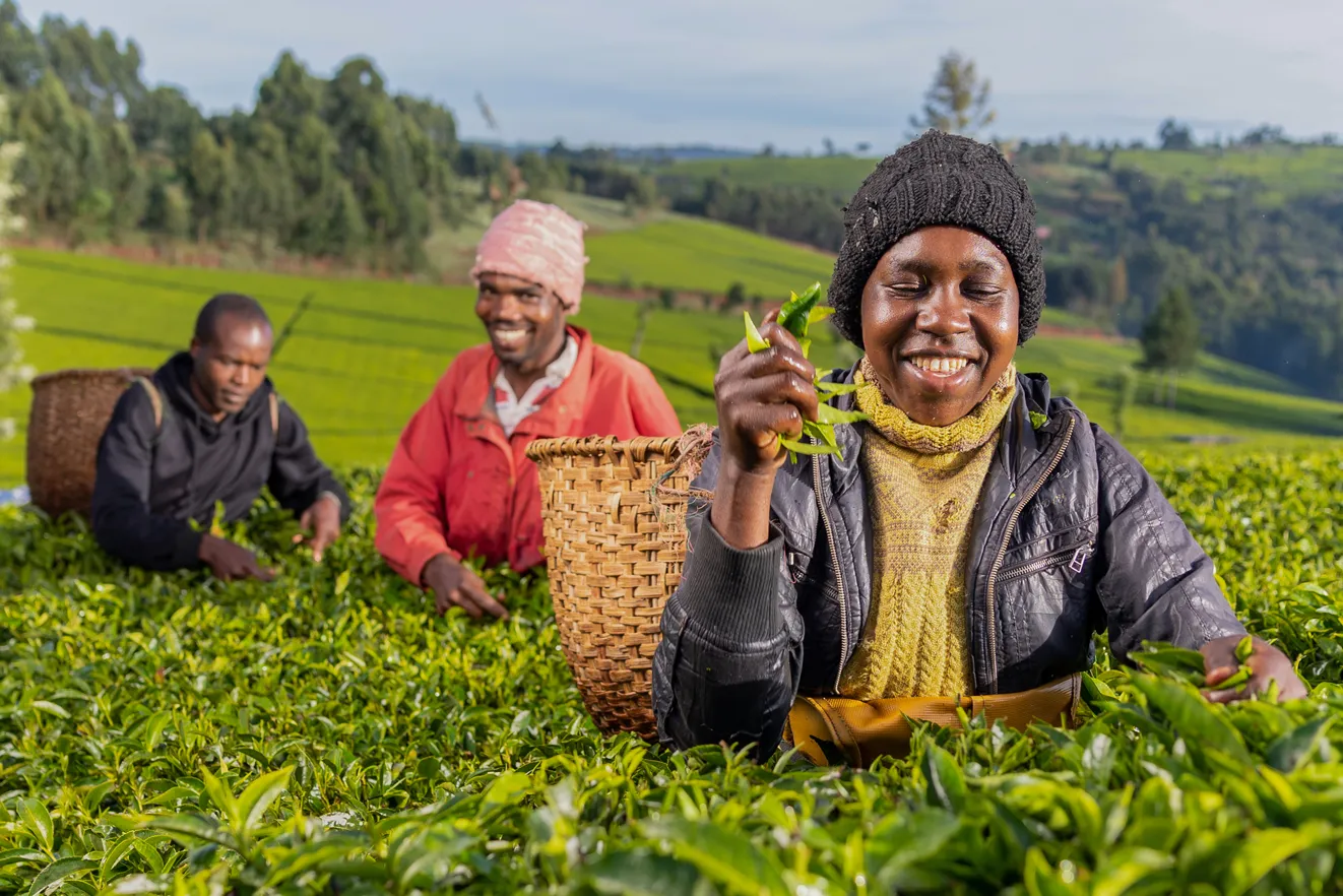 Cup of Joe Limited - Lady Picking tea in the farm