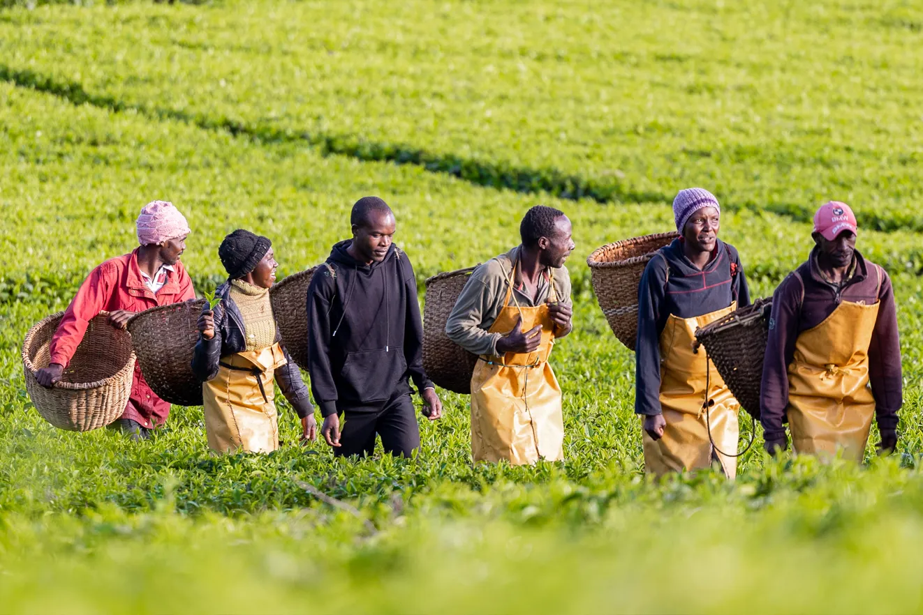 Cup of Joe Limited - Tea pickers leaving the farm for the day